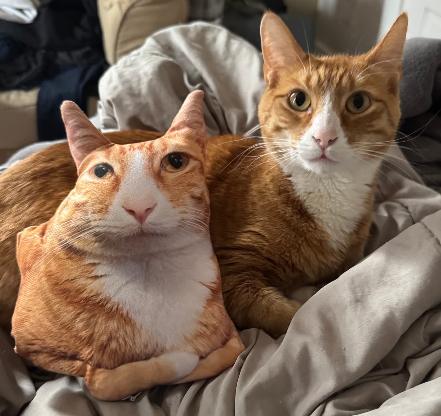 Customer photo review of Custom Pet Pillow