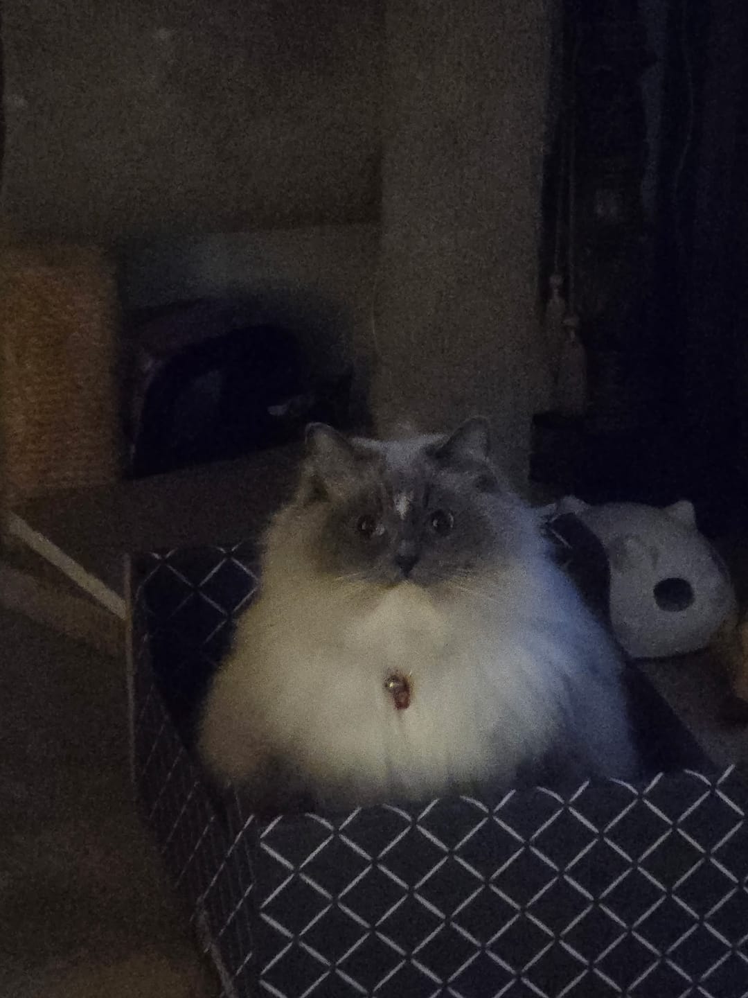 Customer photo review of Hide & Scratch Extra-Large Cat Scratcher Box