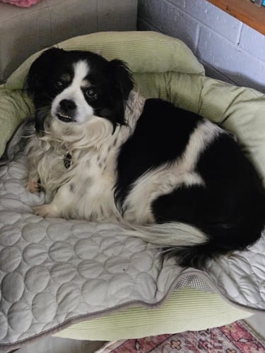 Customer's black and white dog resting comfortably in their green CloudNest Elevated Pet Sofa Bed.