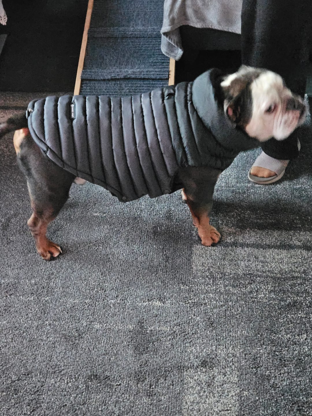 Customer photo review of PuffShield Winter Jacket - Black