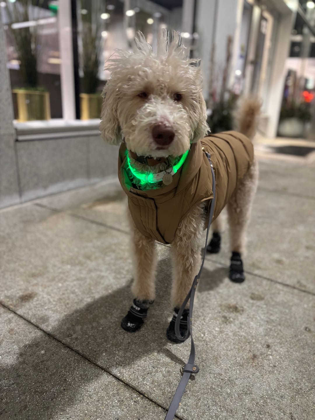 Customer photo review of AIR PUP DOG BOOTS - SET OF 4