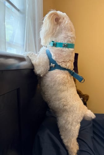 Customer photo review of Boneflex Ultra Peacock Harness