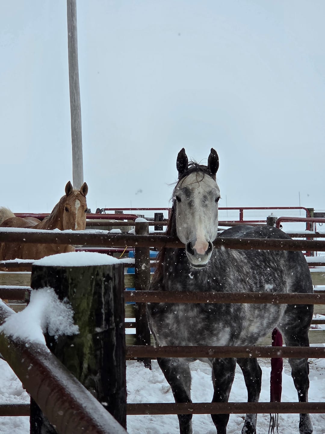 Customer photo review of Alfa Nibblets Pelleted Forage