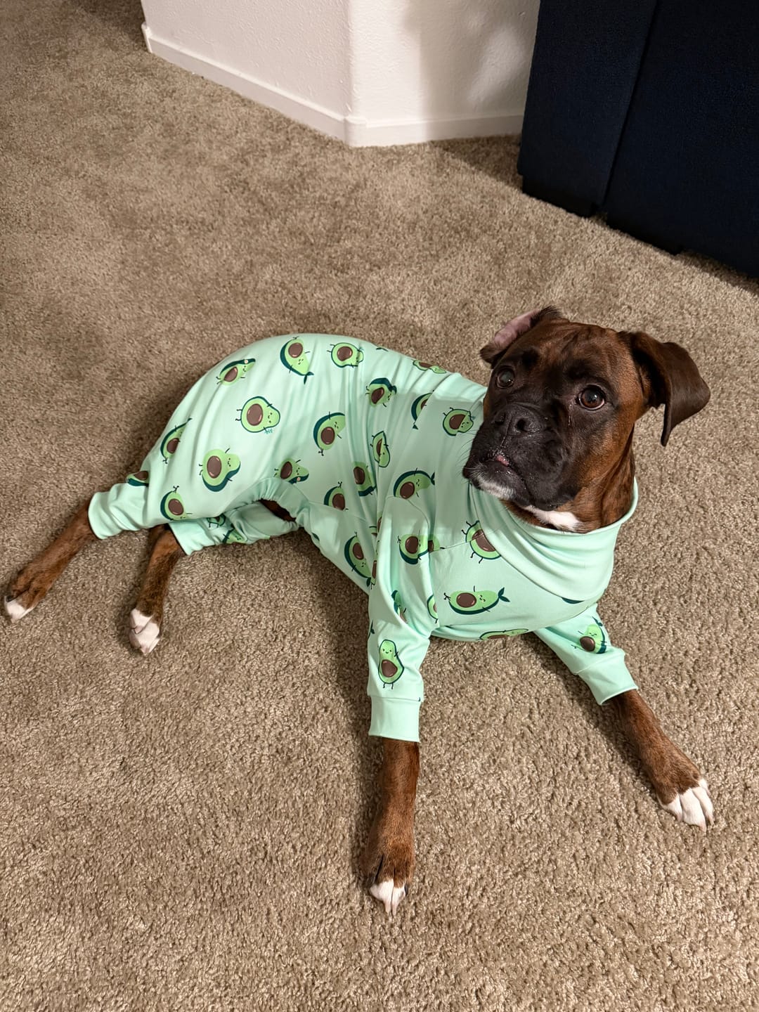 Customer photo review of Dog Pajama - Avocado