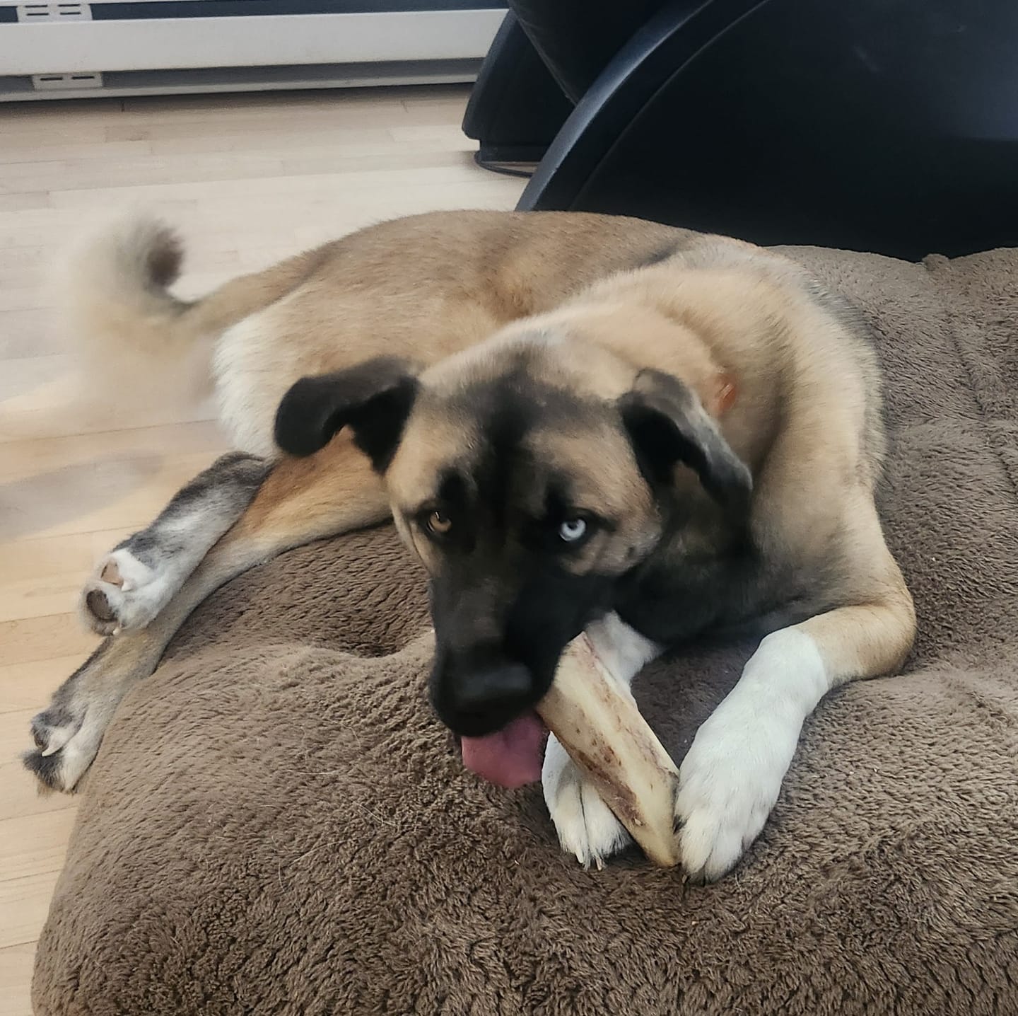 Customer photo review of 5-6 Inch Marrow Bone