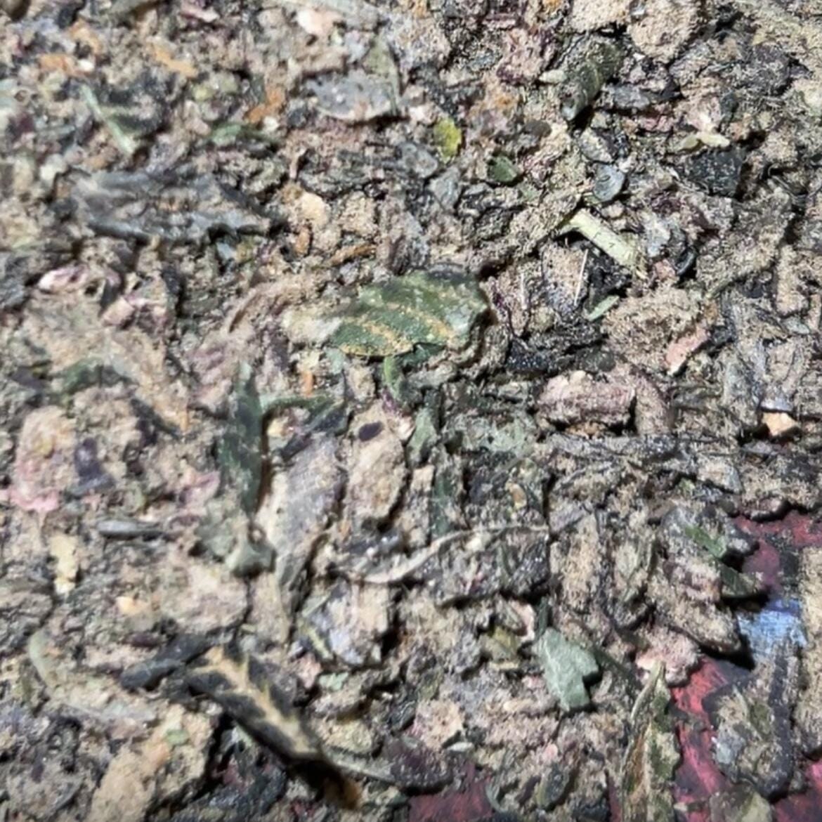 Customer photo review of No 1. LA Pop Rock THCa Shake