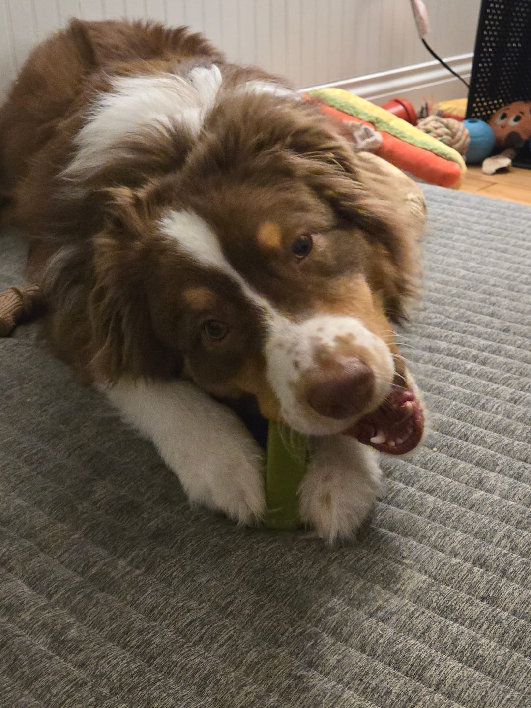 Customer photo review of Mint Himalayan Yak Chew (MEDIUM)