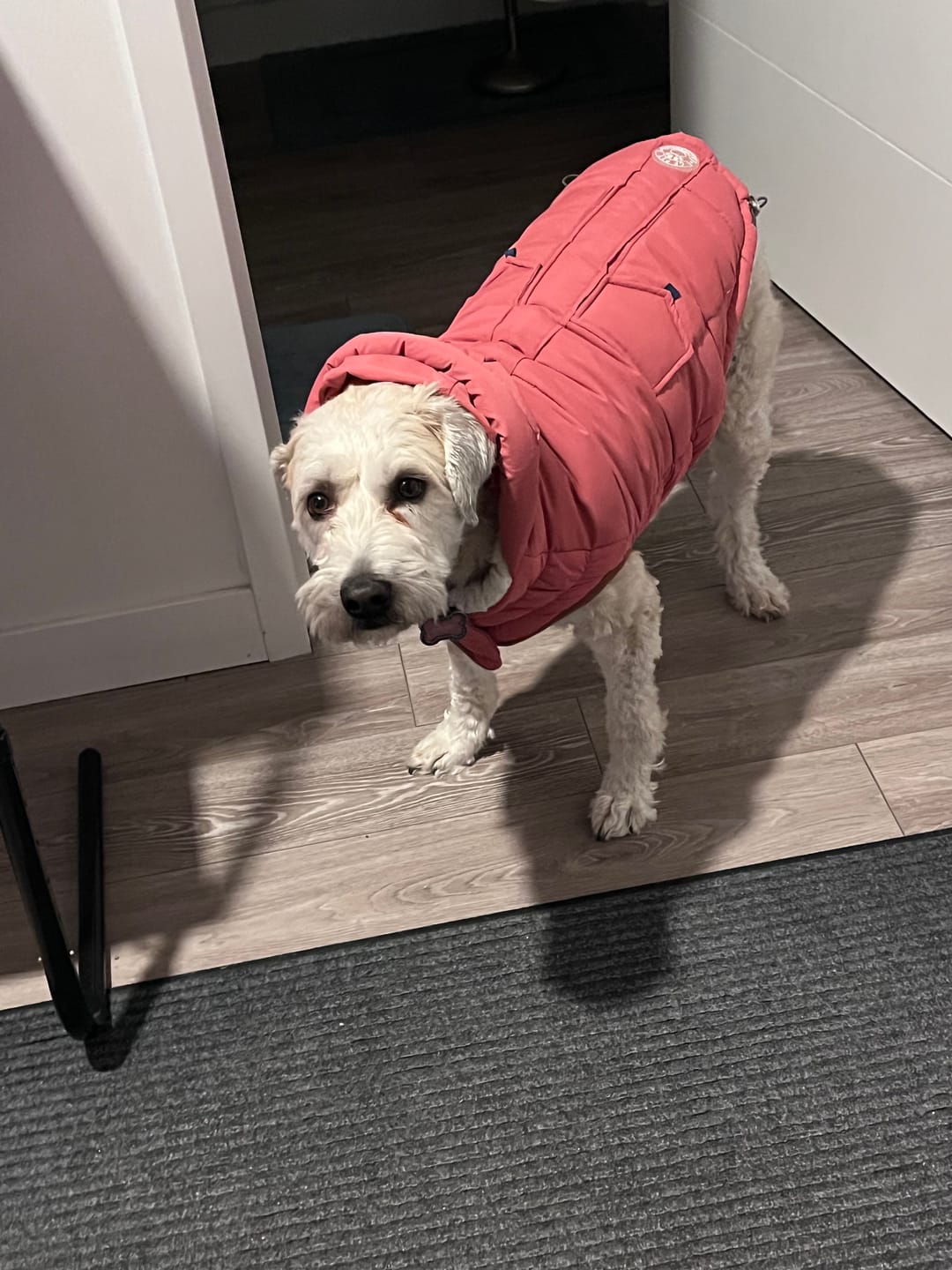 Customer photo review of 12 Inch Standard Braided Bully Stick