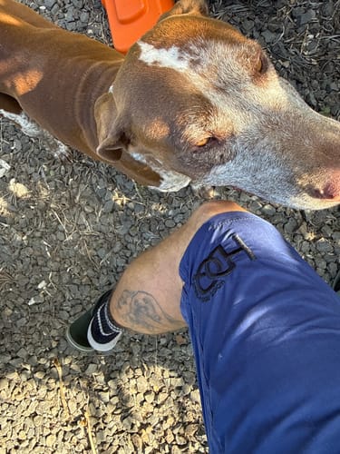 Customer photo review of 🔥NEW🔥 Navy Board Shorts | Mens