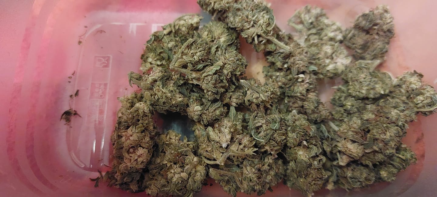 Customer photo review of 😶‍🌫️ Amnesia Haze - Power LVL: 5/5