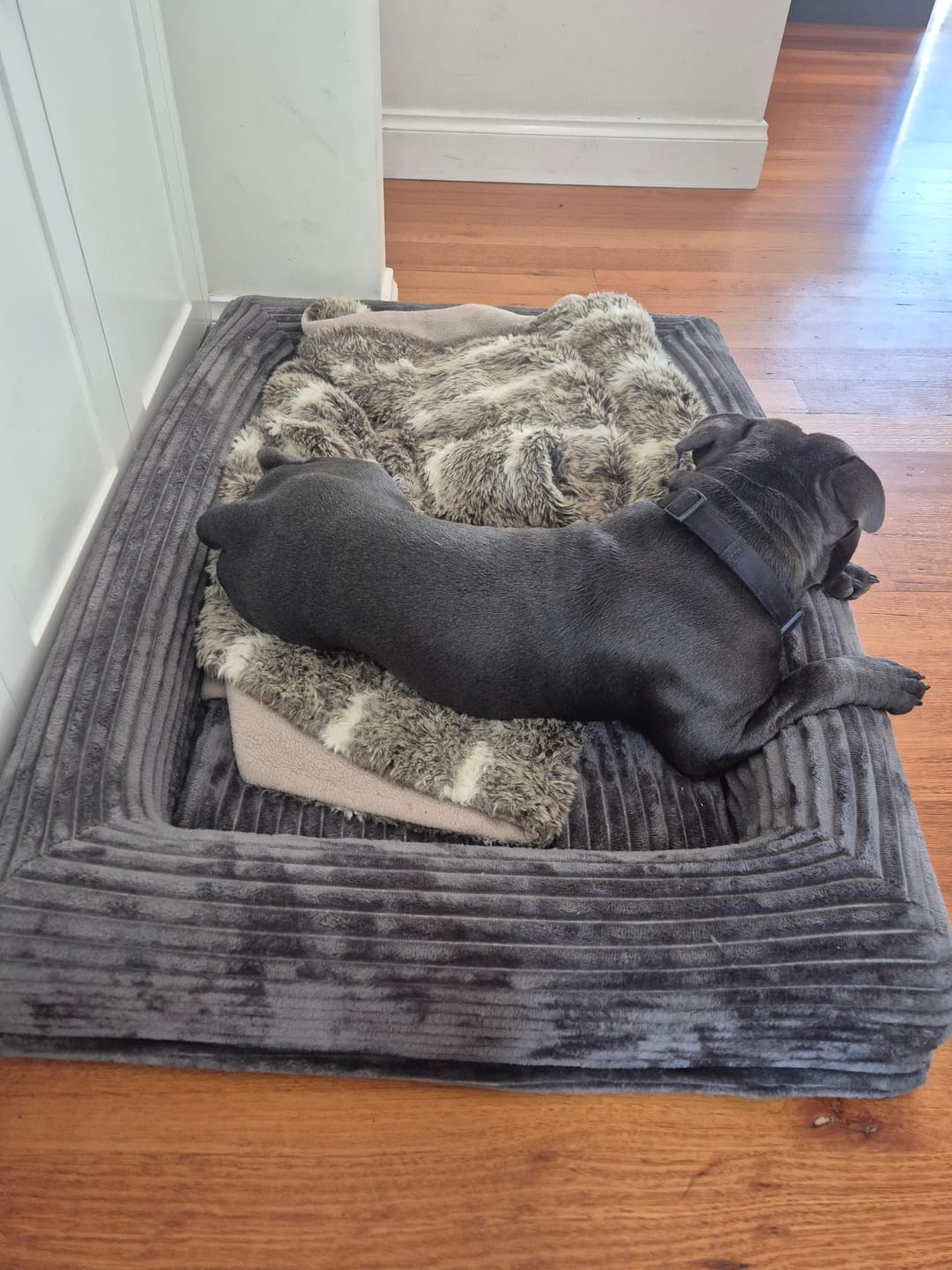 Customer photo review of Orthopaedic Dog Bed – Waterproof & Washable