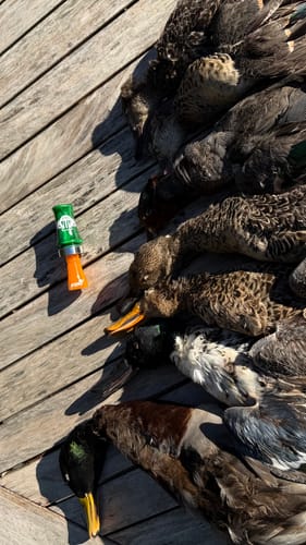Customer photo review of OMEN Duck Call