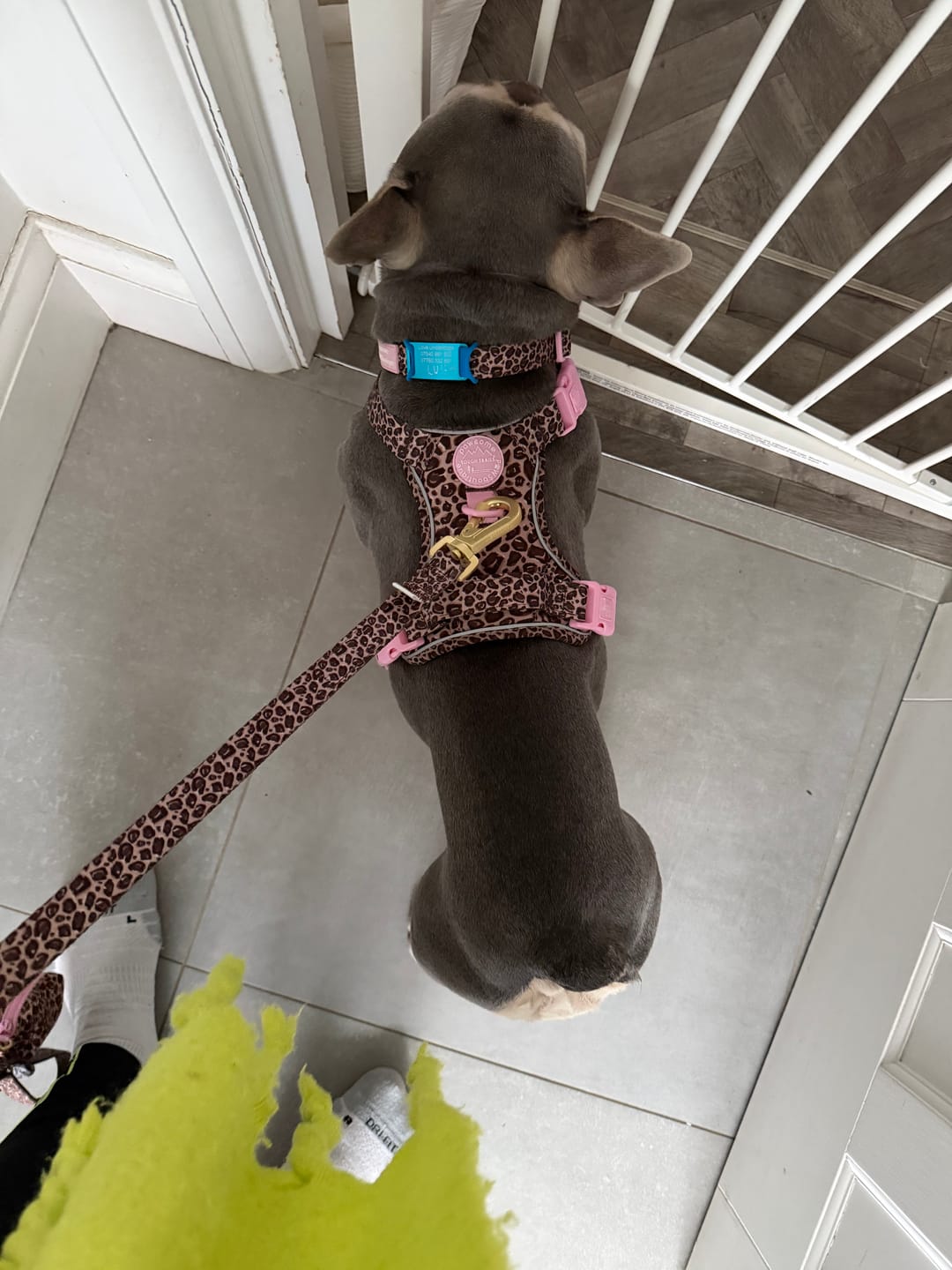 Customer photo review of Tough Trails™ Harness -  Leopard Print