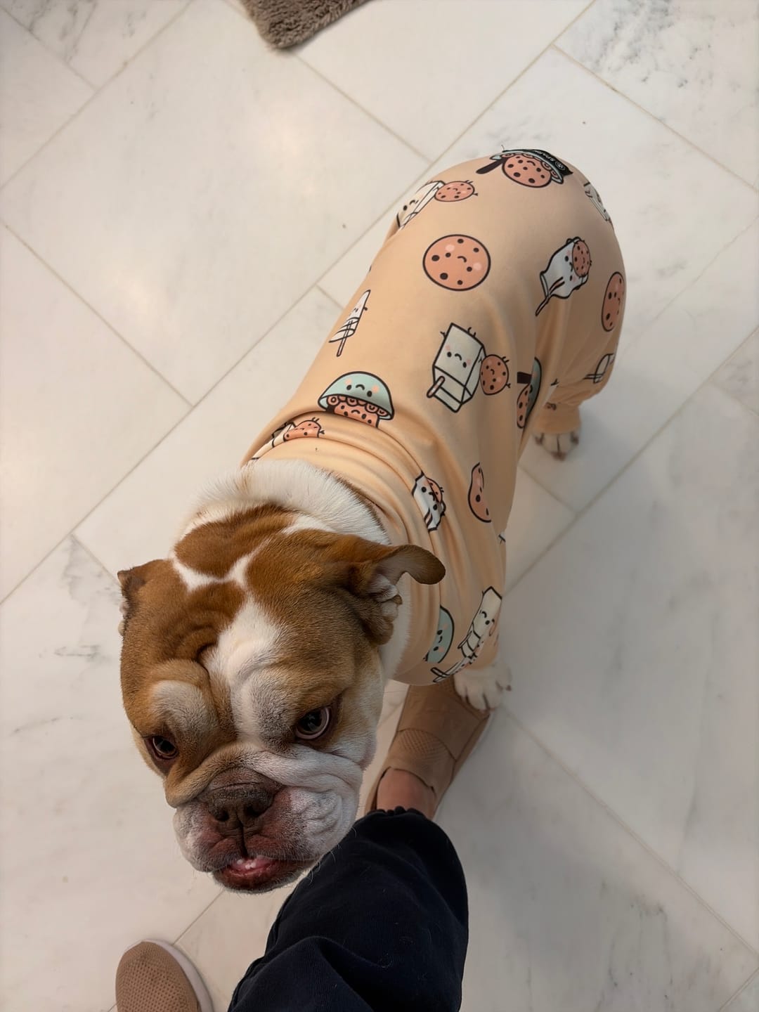 Customer photo review of Dog Pajama - Cookies and Milk