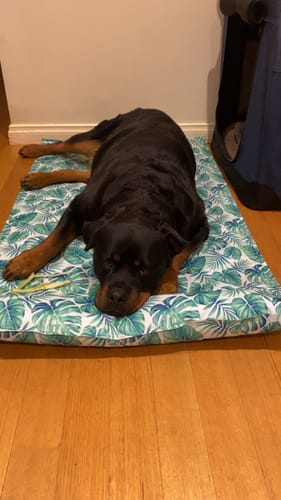 Customer's large Rottweiler resting its head on the pillow of the leaf-patterned Dog Summer Cooling Mat.
