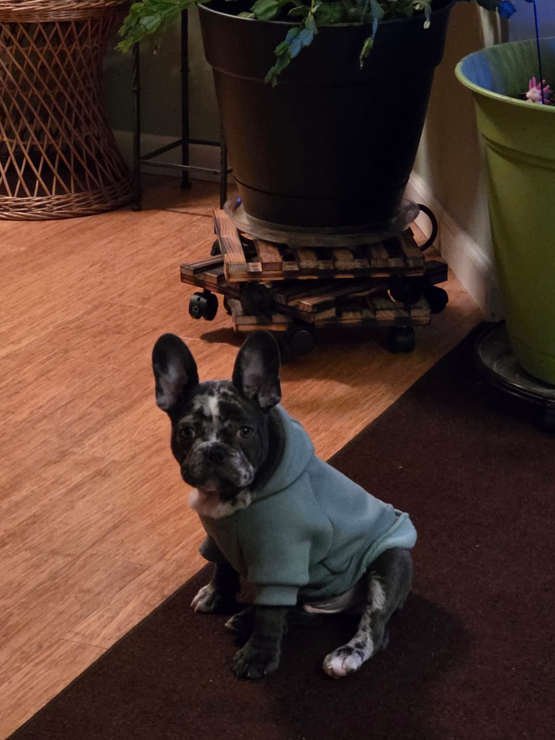 Customer photo review of Essential Dog Hoodie - Teal