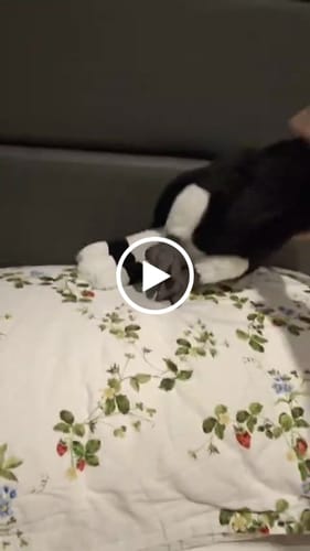 Customer video review of Rhinoceros Hornbill Bird Soft Stuffed Plush Toy