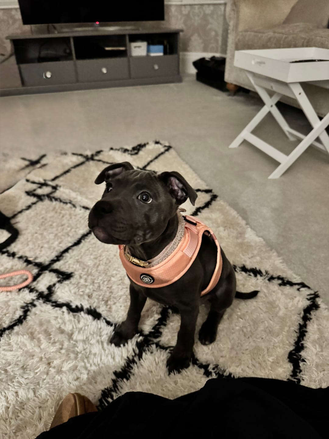 Customer photo review of Boomerang Harness - XS-M Breeds - Pink