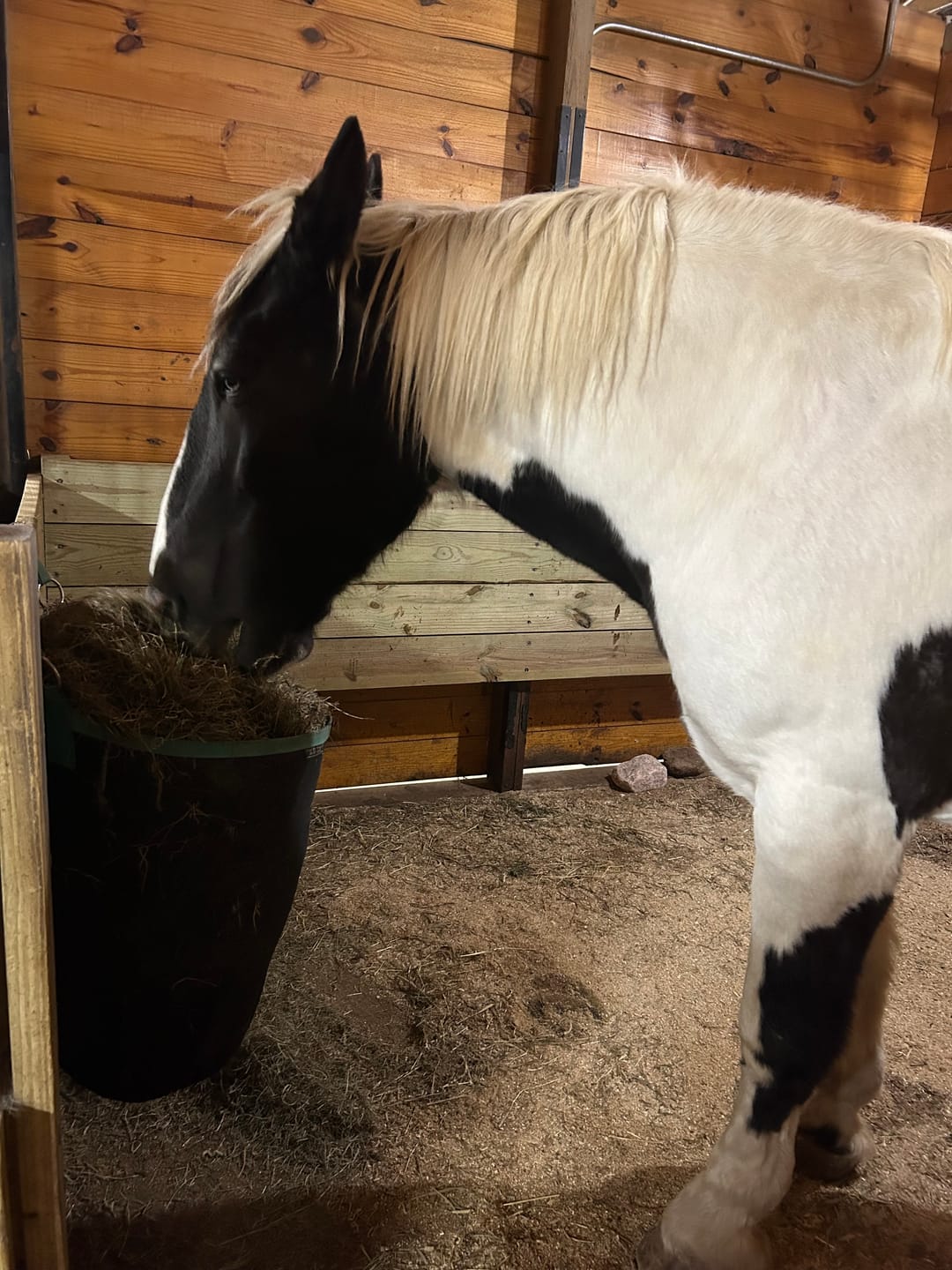 Customer photo review of Western Straight Orchard Grass Hay, 2nd Cut (Click here for Qty Discount)- Includes delivery and ground level stacking with our forklift too!