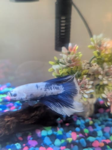 Customer photo review of Blue Marble Dot Halfmoon Male Betta Fish | Grower Pick