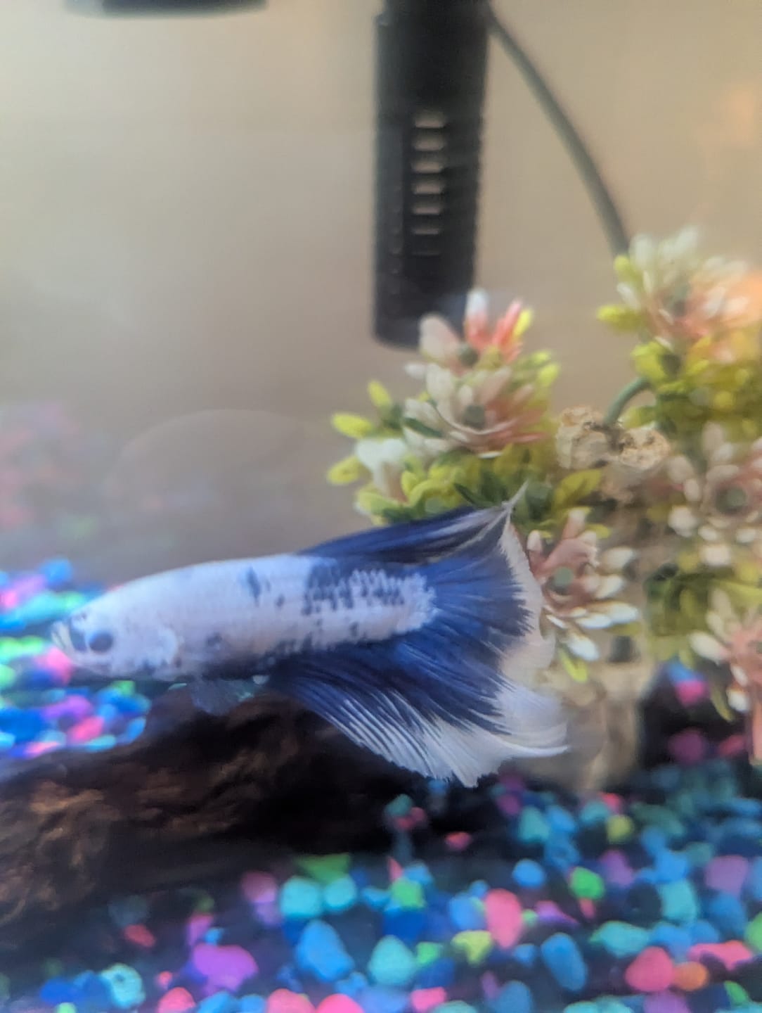 Customer photo review of Blue Marble Dot Halfmoon Male Betta Fish | Grower Pick