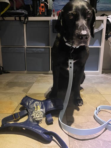 Customer photo review of Mystery Box - Dog