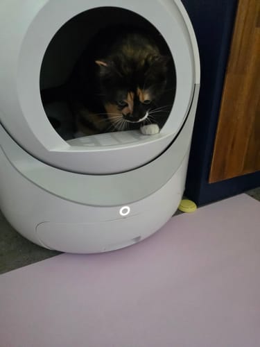 Customer photo review of 1 Month Supply – 1 Cat