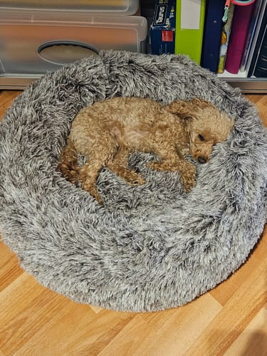 A customer's small brown poodle curled up asleep in the round, plush charcoal Calming Pet Bed on a wooden floor.