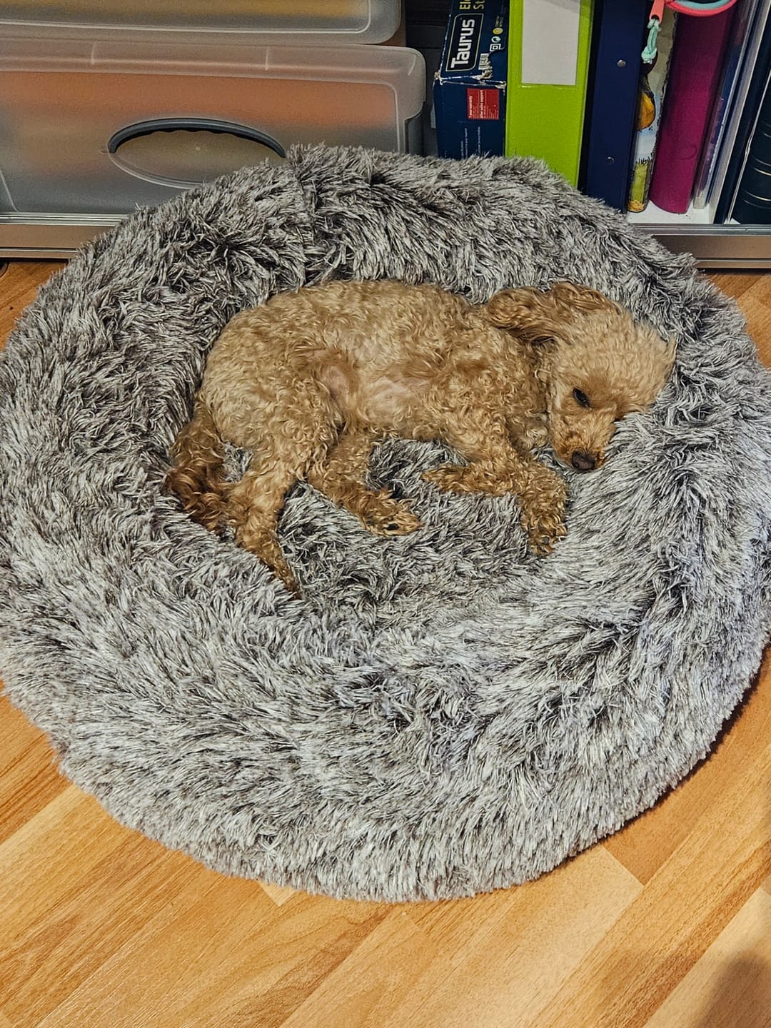 Customer photo review of Calming Pet Bed with Removable Cover