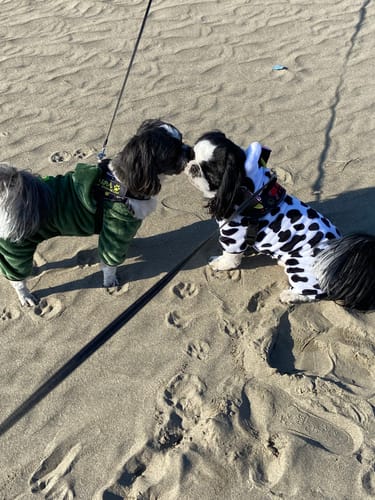 Customer photo review of FunFunPet 高機能ハーネス（お名前タグ作成サービス付き）