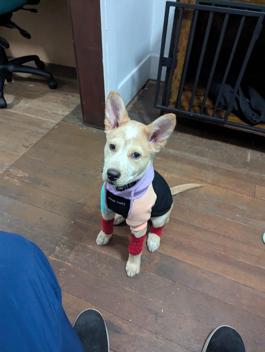 Customer photo review of Cyber Punk Dog Hoodie