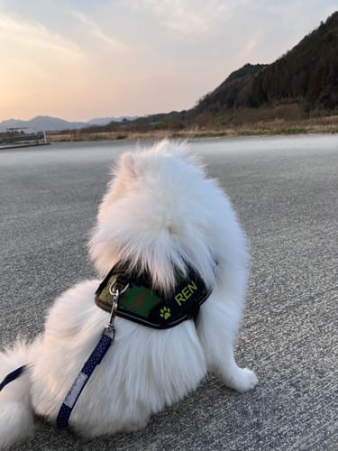 Customer photo review of FunFunPet 高機能ハーネス（お名前タグ作成サービス付き）