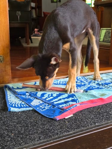 Customer photo review of Beef Pizzle (Thin & Long)