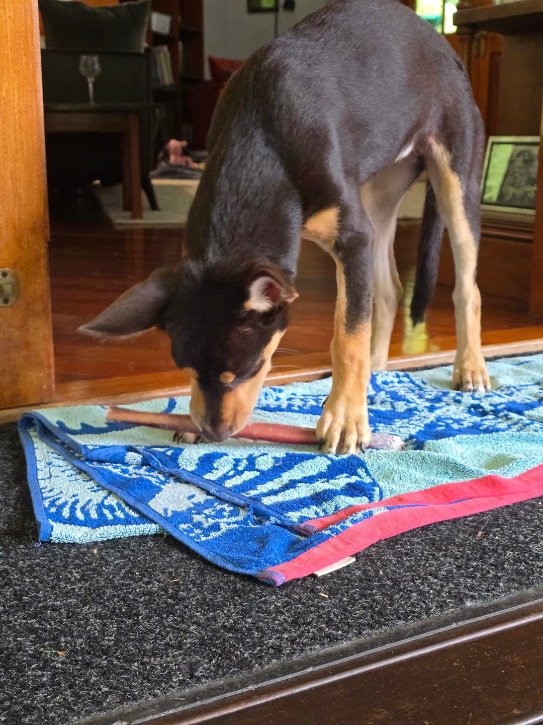Customer photo review of Beef Pizzle (Thin & Long)
