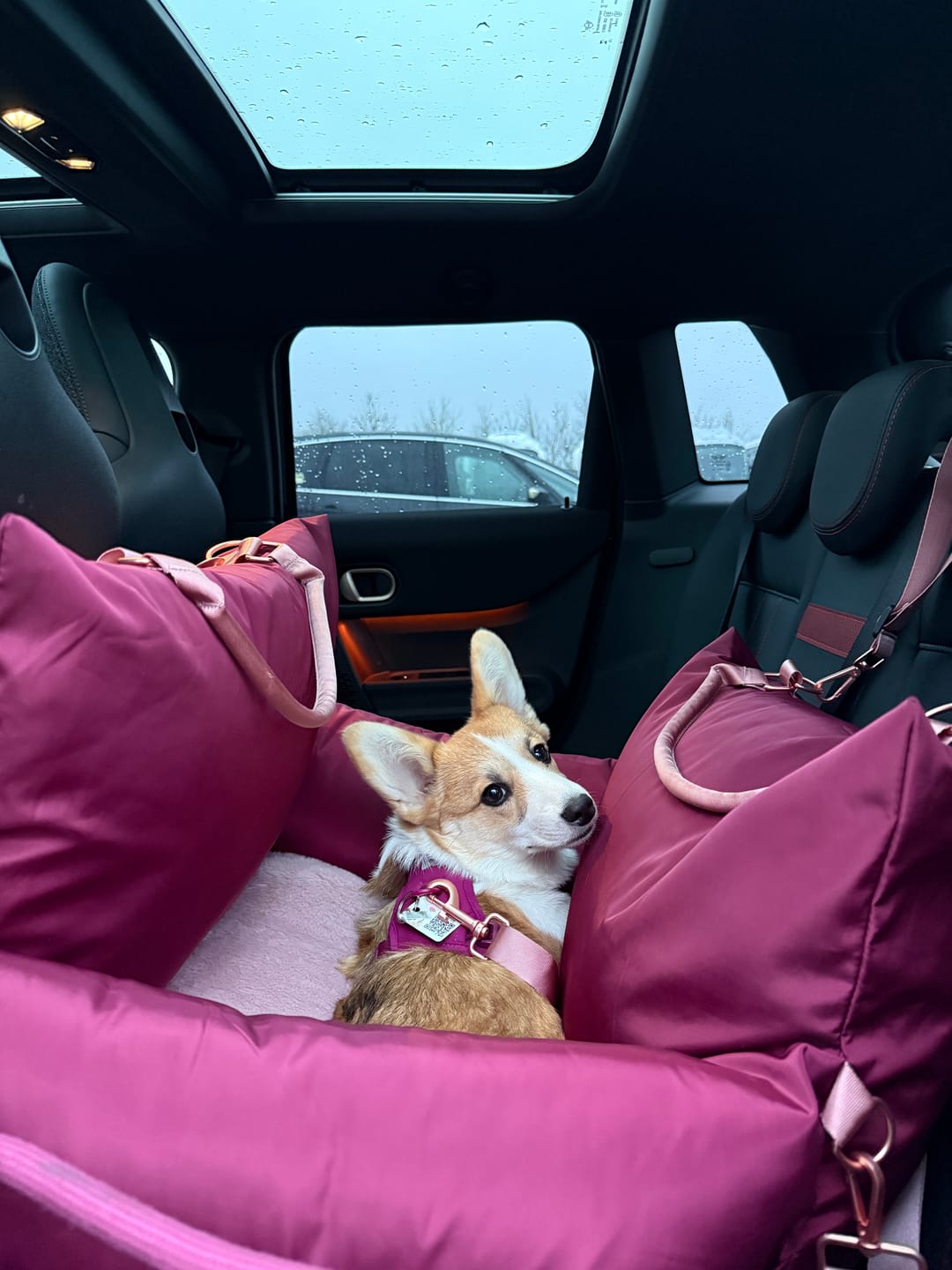 Customer photo review of Travel Dog Pod - Rosewood