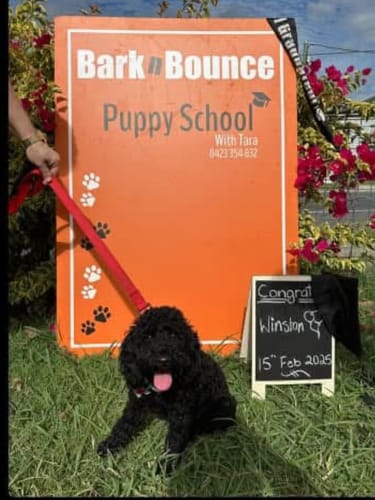 Customer photo review of Barktec BT-100 Ultimate Bark Control Kit - Citronella Spray Collar