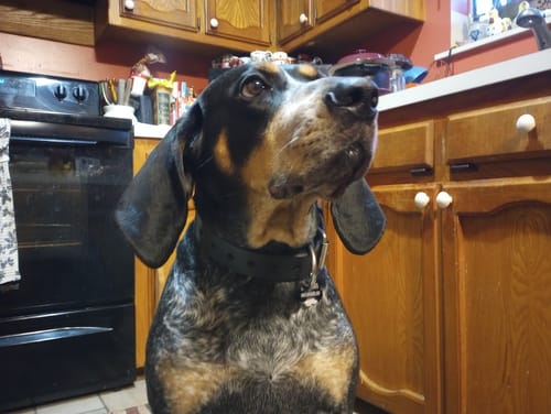 Customer's BlueTick CoonHound sitting in a kitchen while wearing the wide, black Big Ass Dog Collar.