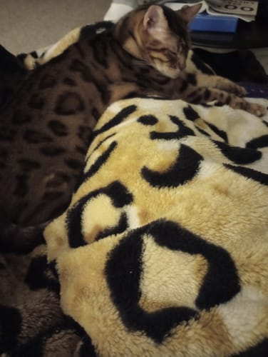 Customer photo review of Special Offer - 3x Blisso Advanced Cat Probiotic