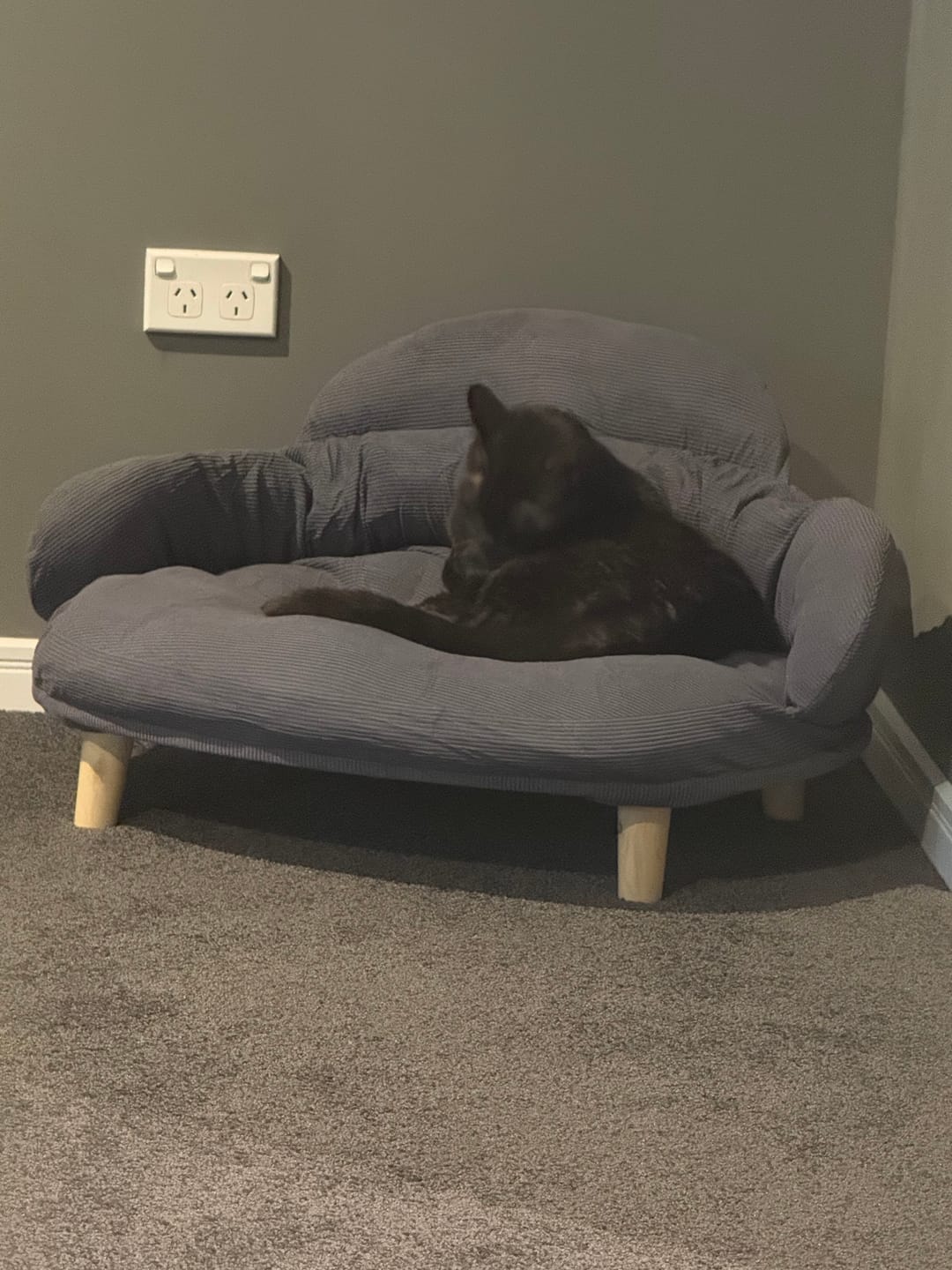 Customer photo review of CloudNest Elevated Pet Sofa Bed