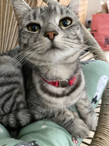 Customer photo review of 1 Month Supply – 3 Cat