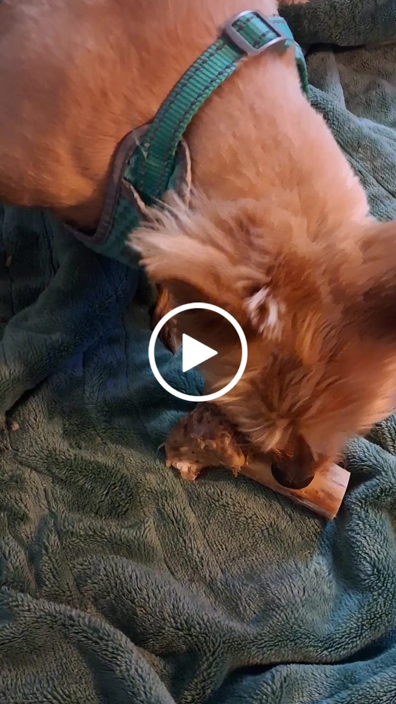 Customer video review of Ostrich Chunky Bones (5" x 2" - 2 Pack): The Long-Lasting, Flavor-Packed Bones for Medium to Large Dogs