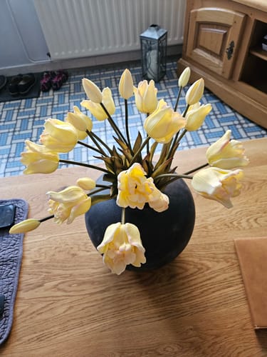 Customer photo review of Tulipes Perroquet - Blanc