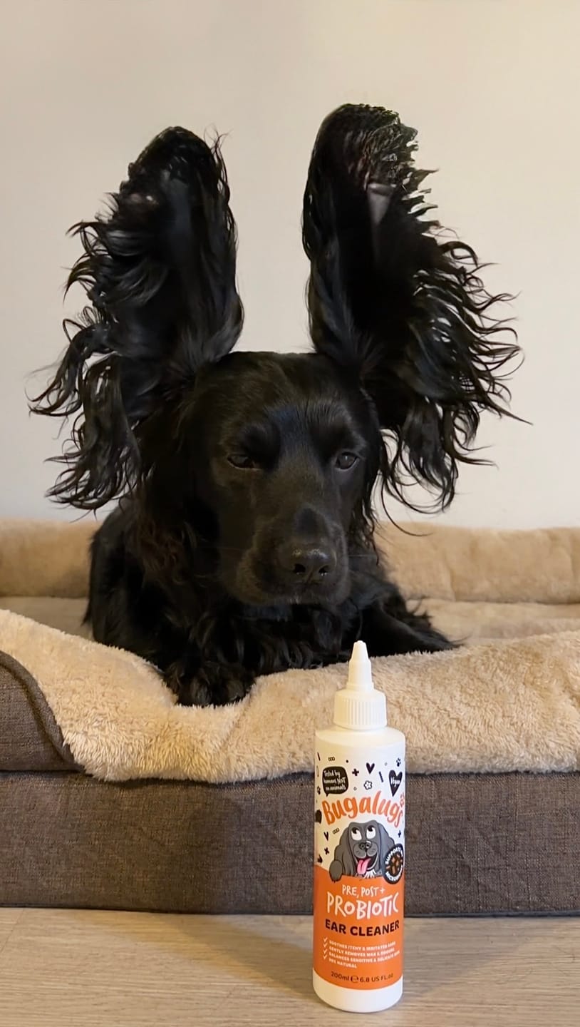 Customer photo review of Pre, Post + Probiotic Ear Cleaner for Dogs