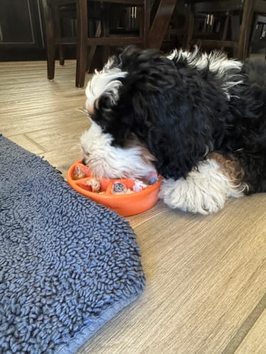 Customer photo review of FreezWheel - Durable Interactive Chew