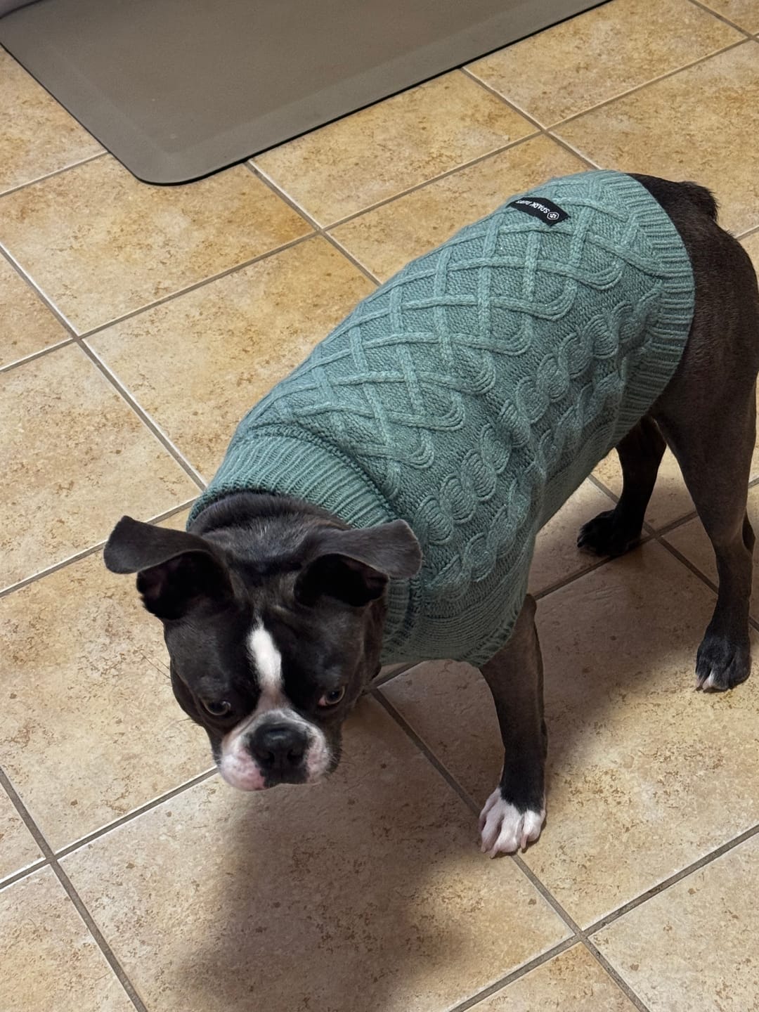 Customer photo review of Cable Knit Dog Sweater - Pine Green