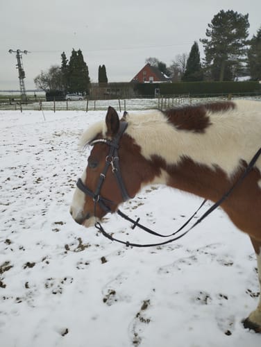 Customer photo review of Gebisslose braune Trense Pony/Cob inkl Glitzerpad