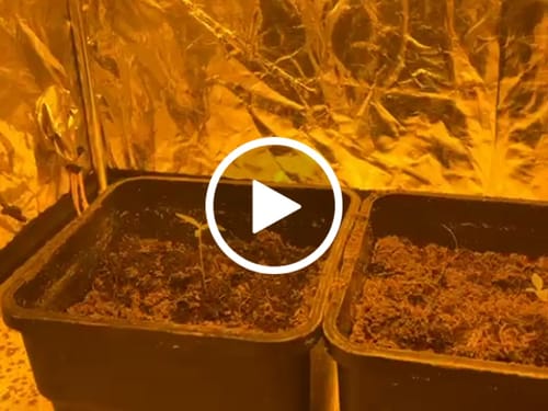 Customer video review of Cookies F1 Cali Weed THC Samen – 50 Tage – Autoflower – Die schnellsten Cannabis Samen der Welt