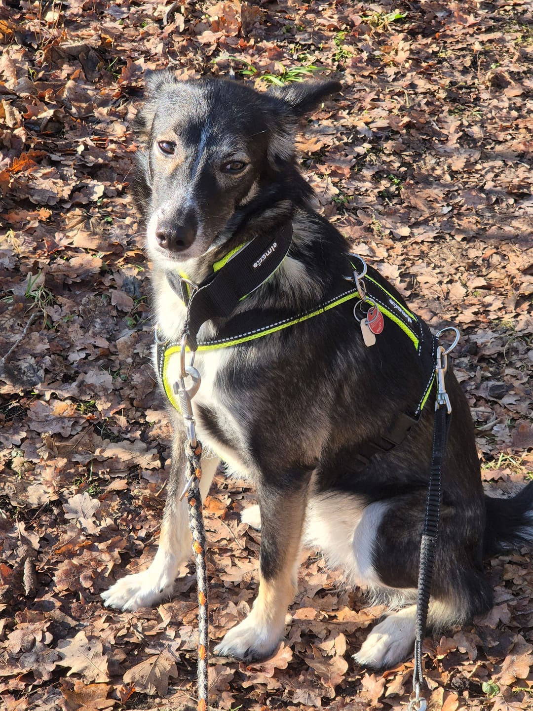 Customer photo review of Windhundgeschirr REFLEX "Yellow"