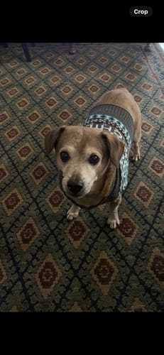 Reviewer's older dog wearing a sweater, as mentioned in their product review.