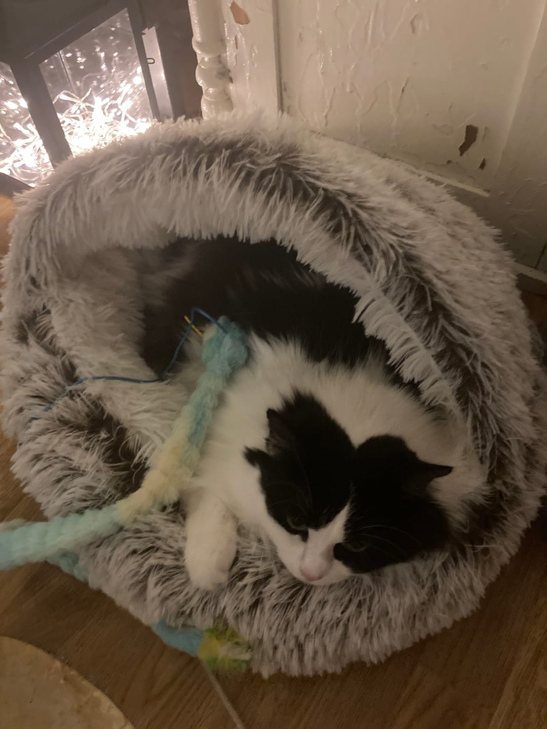 Customer photo review of CozyCave™ rauhoittava luolapeti koirille